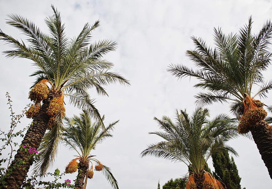 Harvesting the Fruit of the Desert
